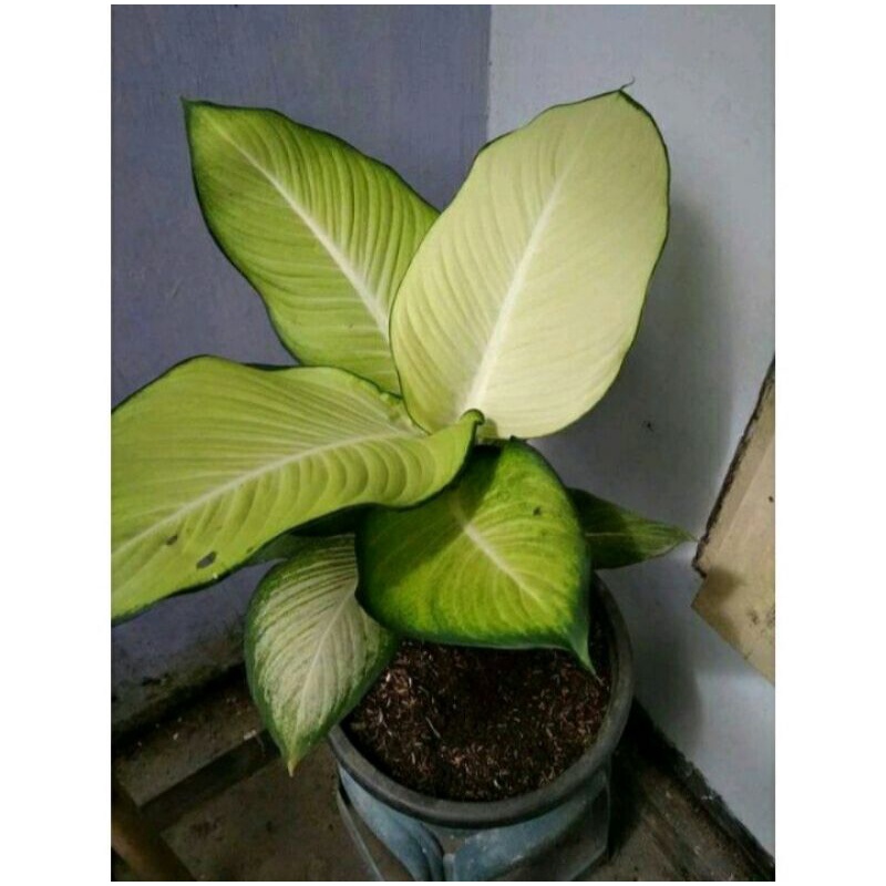 Tanaman Hias Aglonema Blanceng white Tisu bangkok
