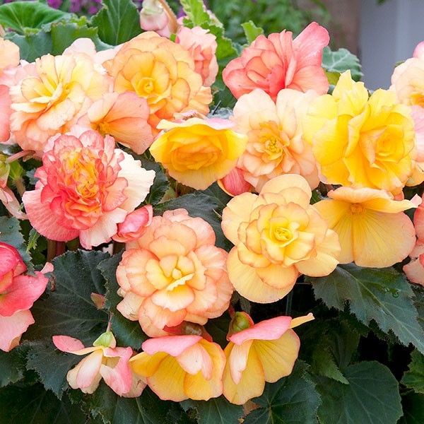 Benih Bibit Biji - Bunga Begonia Tuberous On Top Sunset Shades F1 Hybrid Flower (Premium Pelleted Seeds)