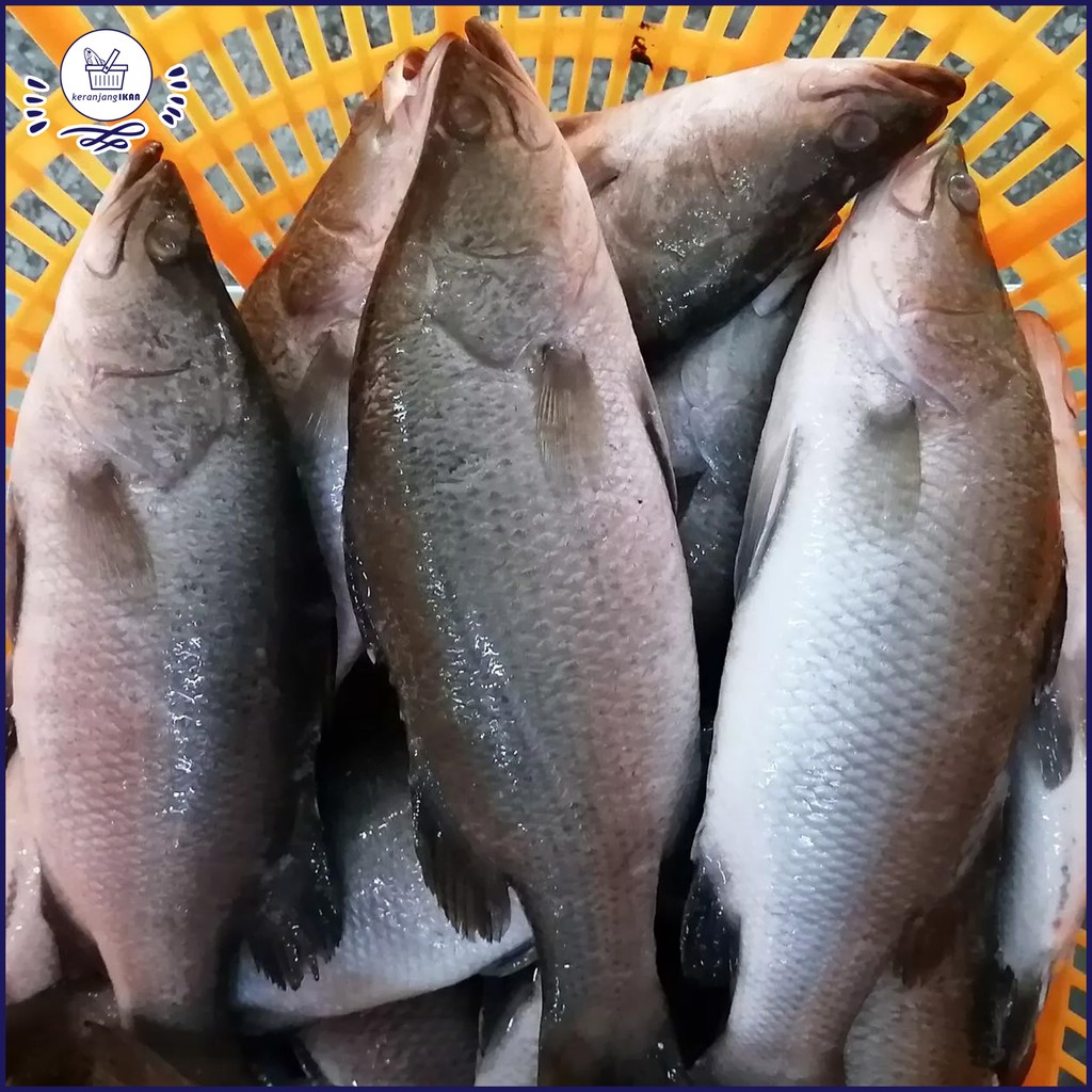 Ikan Kakap Putih 1kg
