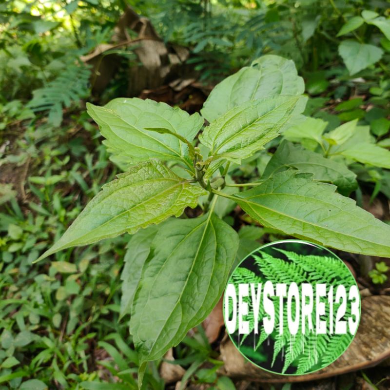 

jual daun balakacida kopasanda segar 1 kg murah
