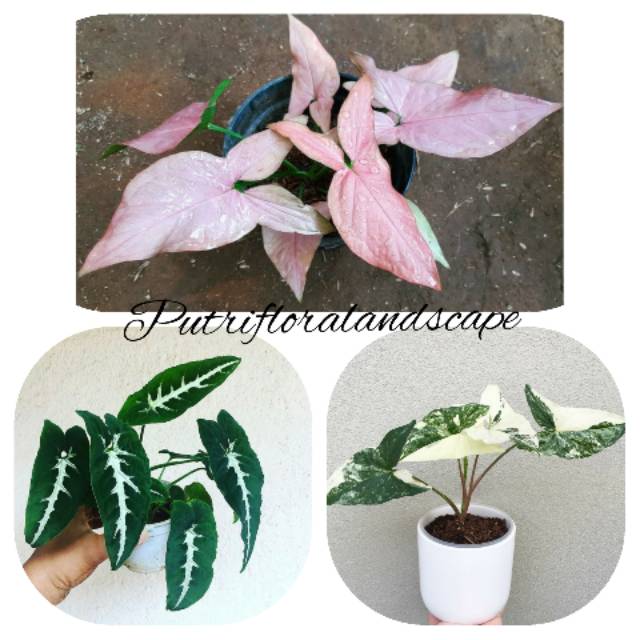 Jual Paket 3 Jenis Tanaman Hias Syngonium Tanaman Hias Syngonium Syngonium Syngonium Varigata Pink Wendla Indonesia Shopee Indonesia