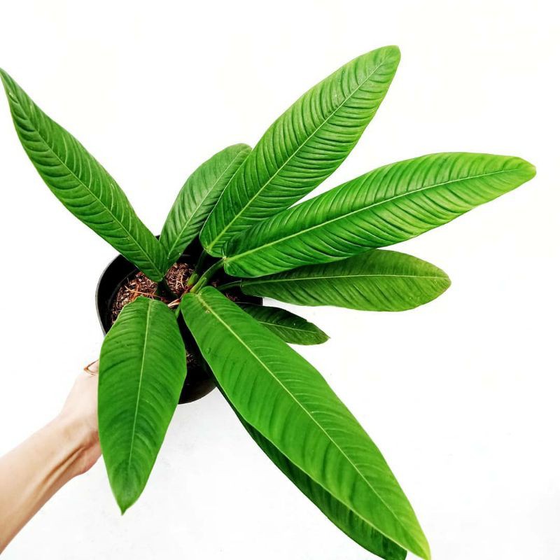 Philodendron Lynette
