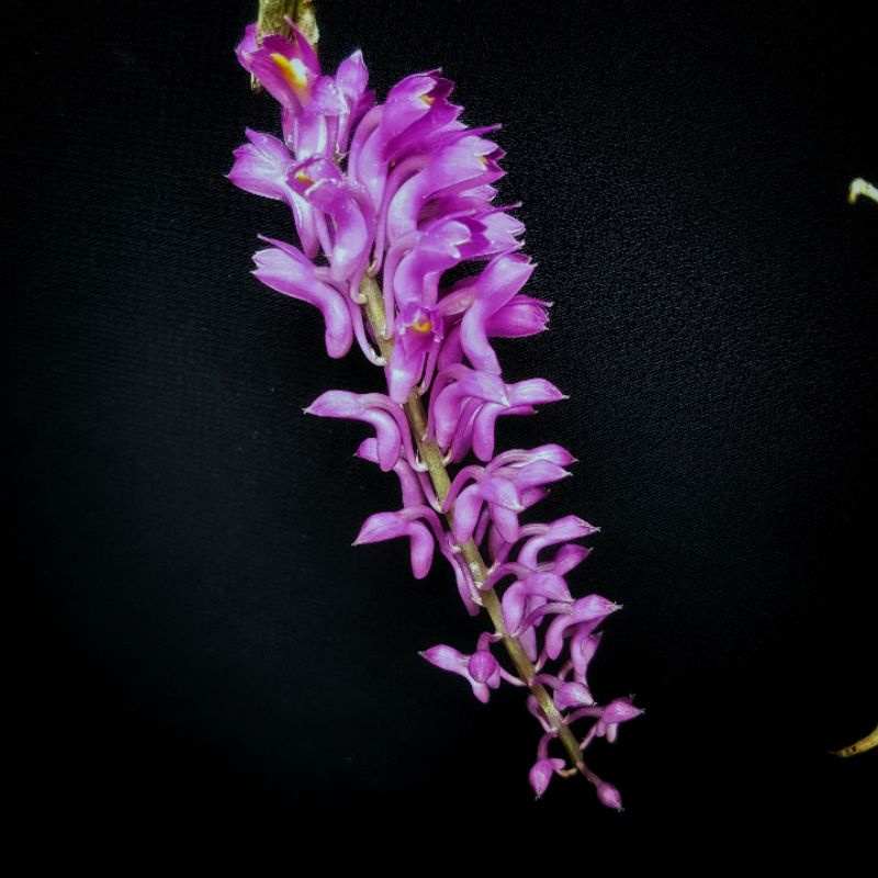 Anggrek Sikat Gigi Dendrobium Secundum