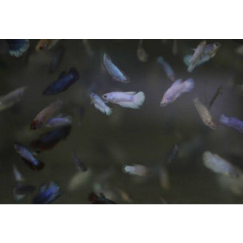 anakan cupang avatar gordon