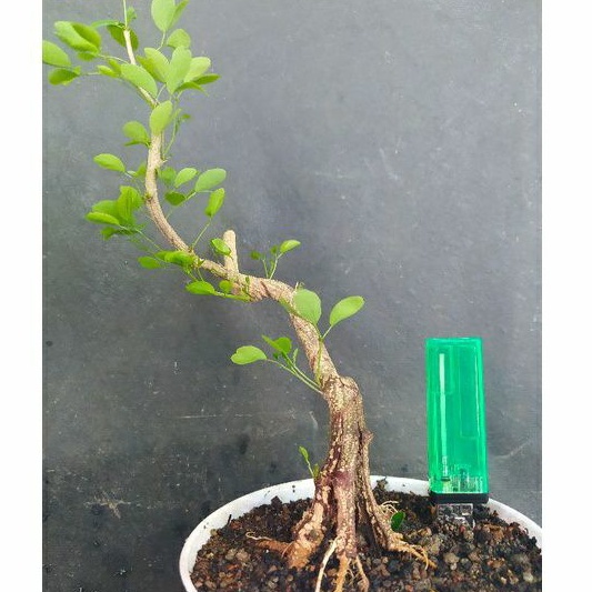 bahan bonsai asem londo / asem kranji program cakep