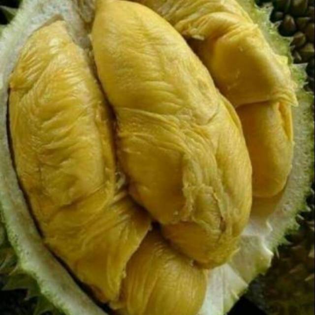 Bibit Buah Durian Montong Super