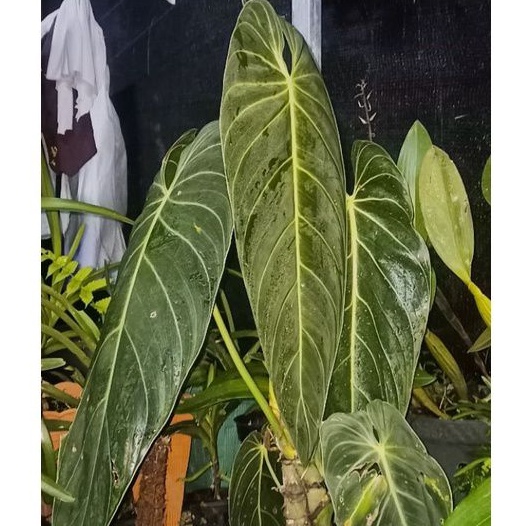 Philodendron Melanochrysum JUMBO 60 Cm