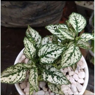 Bibit bunga Hypoestes  beli 1 paket isi 3 bisa Shopee 