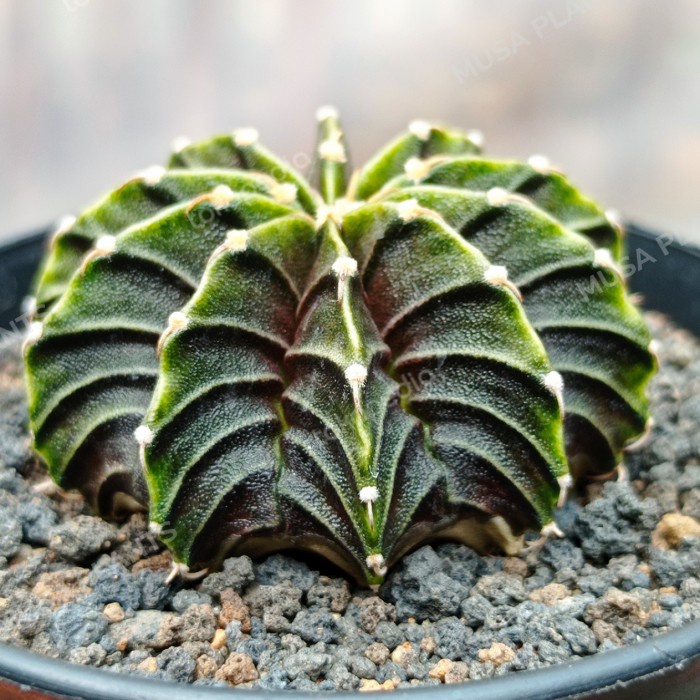 gymnocalycium lb 2178 original