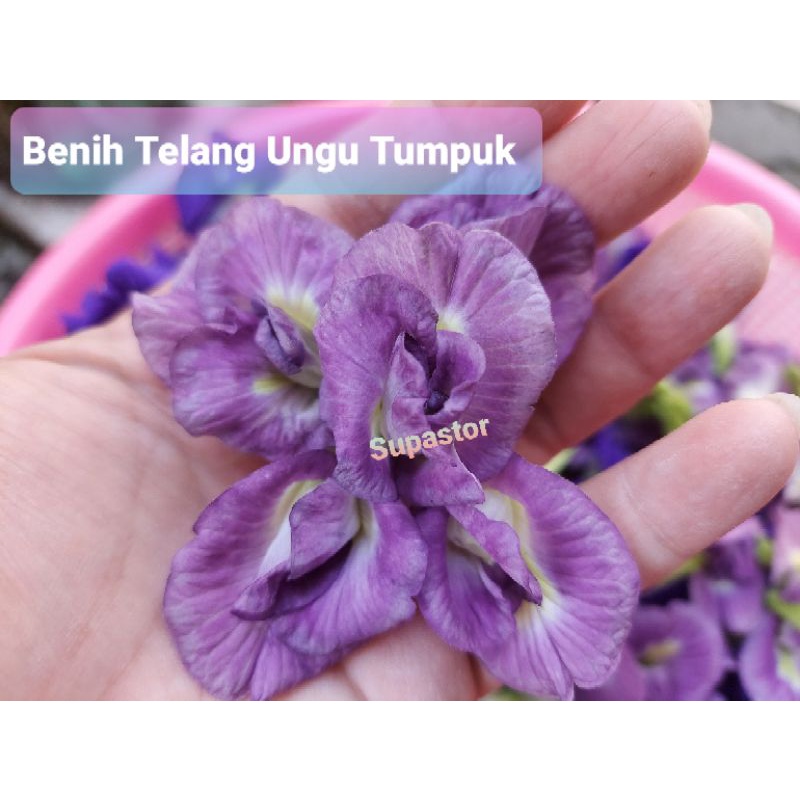 

Bunga Telang Organik Fresh Segar 5gr