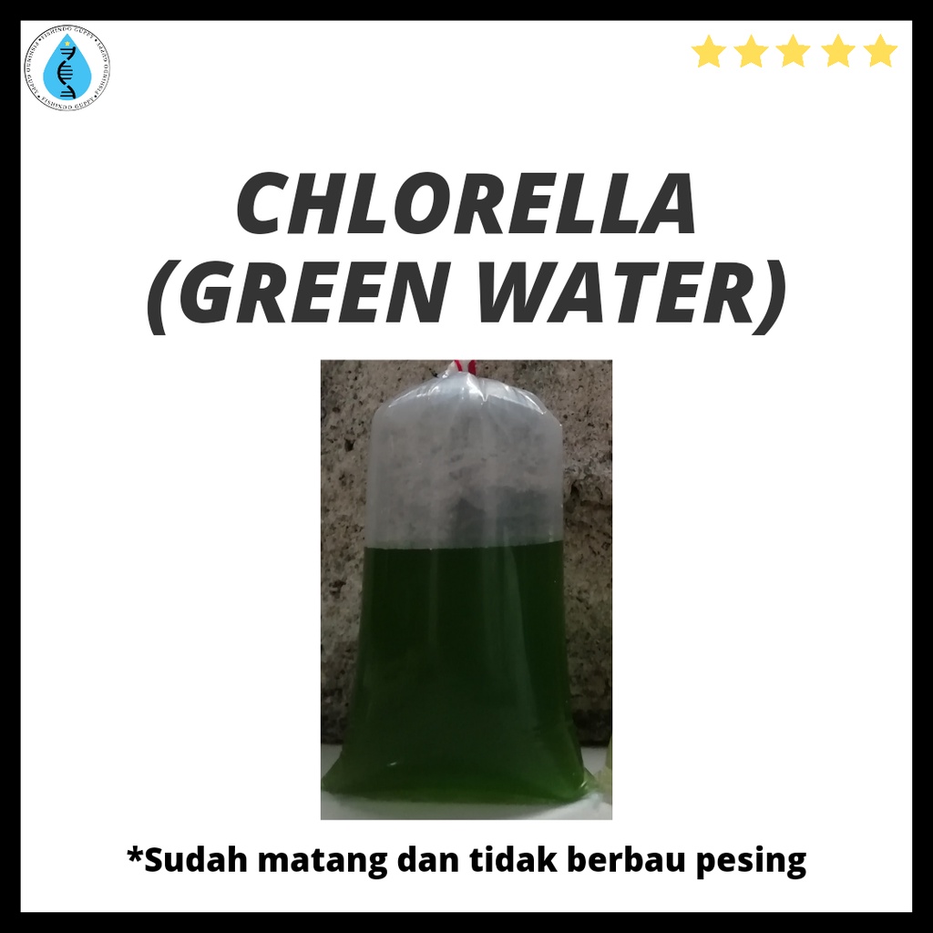 Chlorella/GreenWater/ Air Hijau Pakan Kutu Air Daphnia Moina