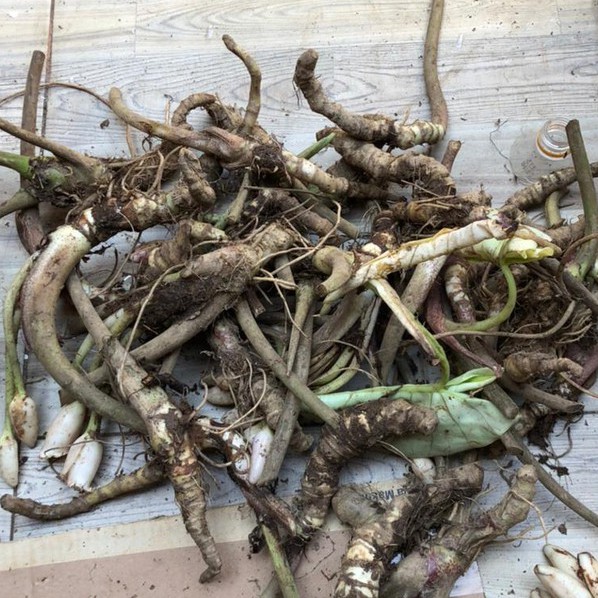 partai bonggol 1/4 Kg 250 Gram Alocasia melo badak | alocasia melo kapuas | alocasia chaii alocasia 