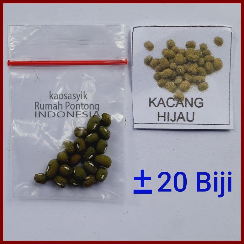 BENIH KACANG / KACANG HIJAU, KAPRI, MERAH, TANAH, KECIPIR, KEDELAI, TOLO/LANDES-20 Kacang Hijau