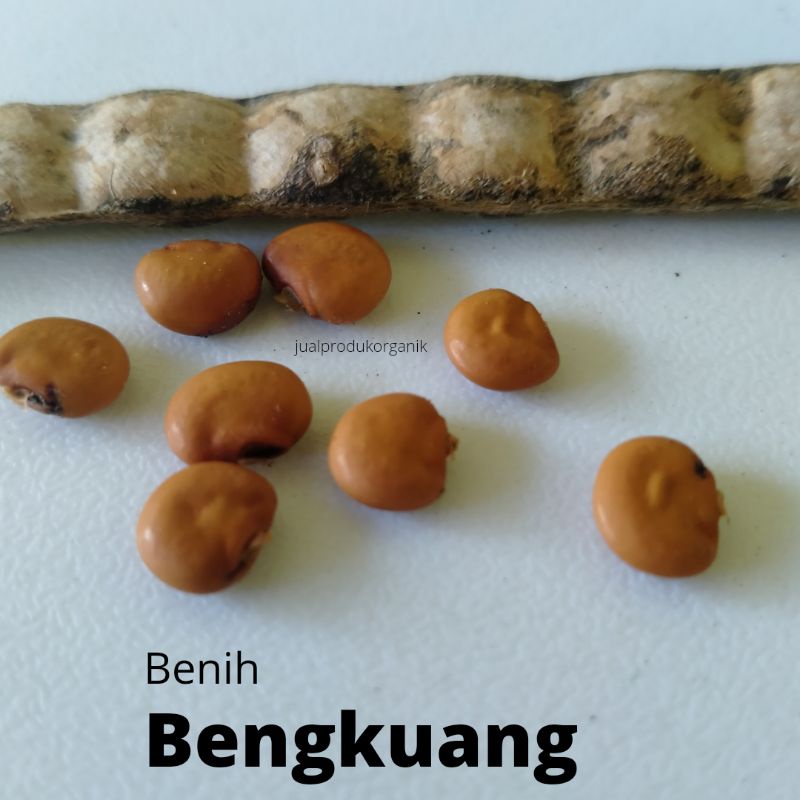 

Benih Bengkuang Biji Bengkoang Benih Unggul 30 Biji