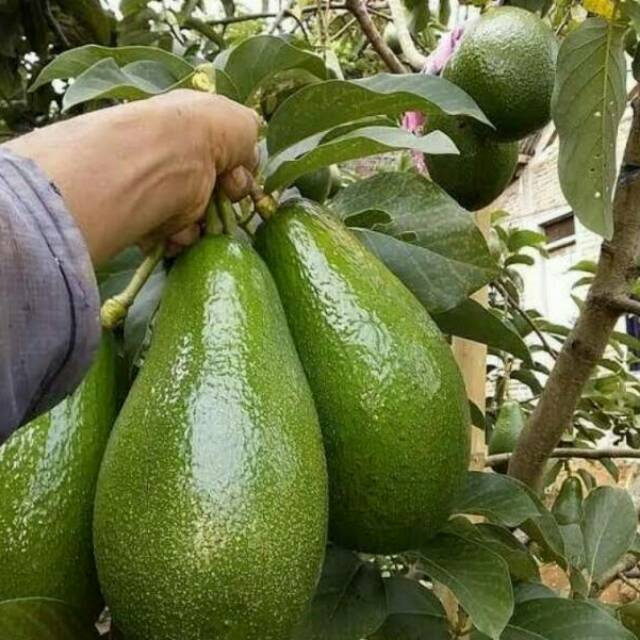 Bibit Alpukat Aligator Super