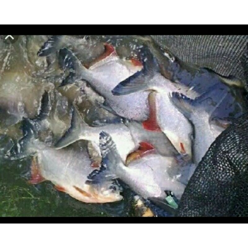 ikan bawal konsumsi di kirim hidup