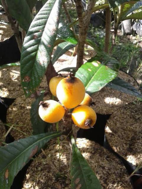 Bibit Buah Leci Kuning Super