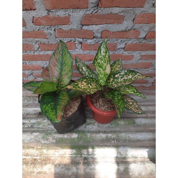 2 aglonema lokal