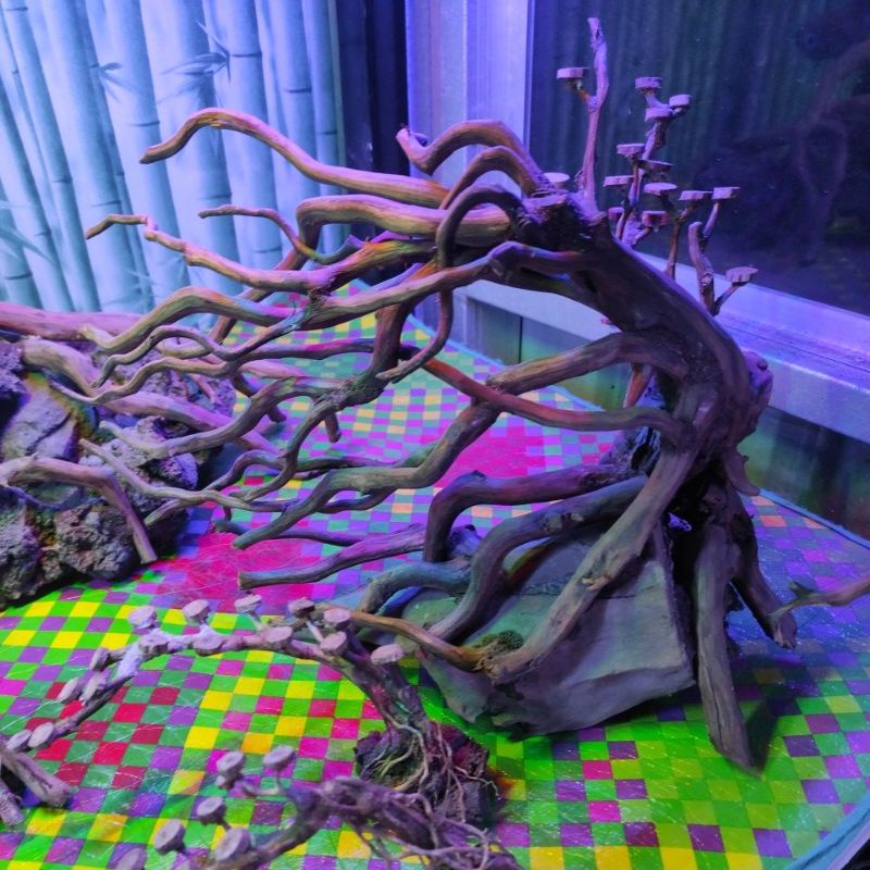 Jual kayu bonsai hiasan 30cman aquarium Shopee Indonesia