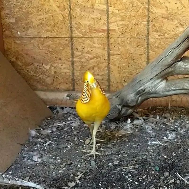 telur ayam hias yellow golden pheasant untuk di tetaskan