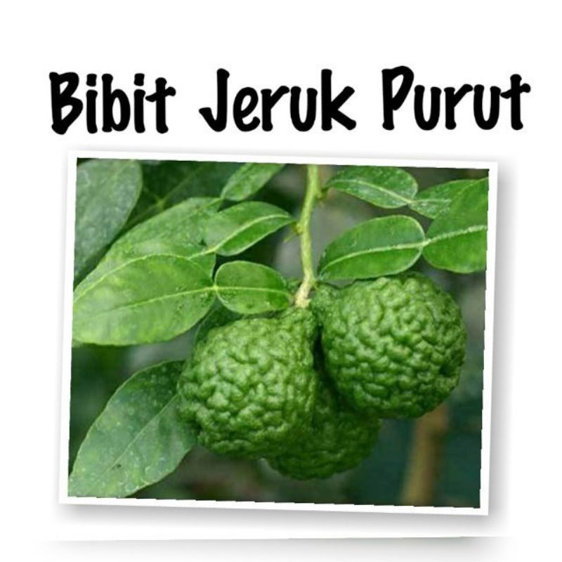 Bibit Jeruk Purut Hasil Okulasi