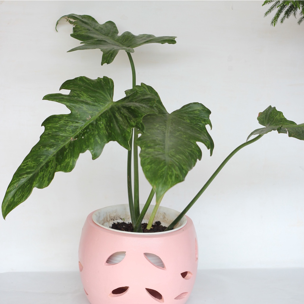 Tanaman Philodendron Lime Fiddle