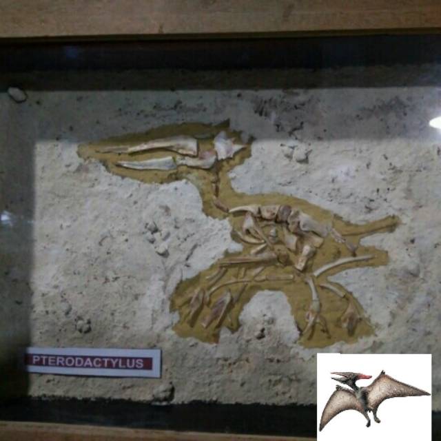 Hiasan dinding figura Fosil dinosaurus pterodactylus