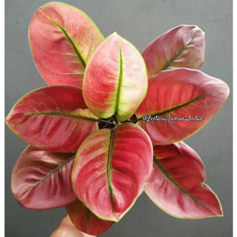 Tanaman hias aglonema heng heng pohon aglonema hengheng merah