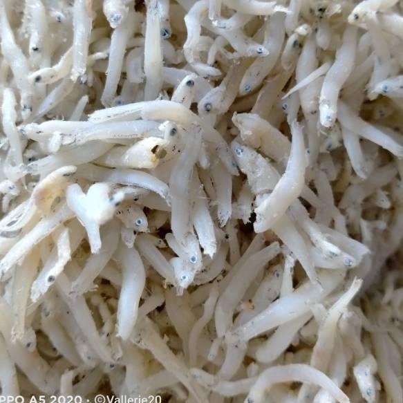

Ikan teri toge medan super 250g o44☋