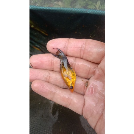 

ikan golden black