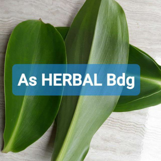 

Jual daun pacing segar daun umbi pacing 250 gram-az