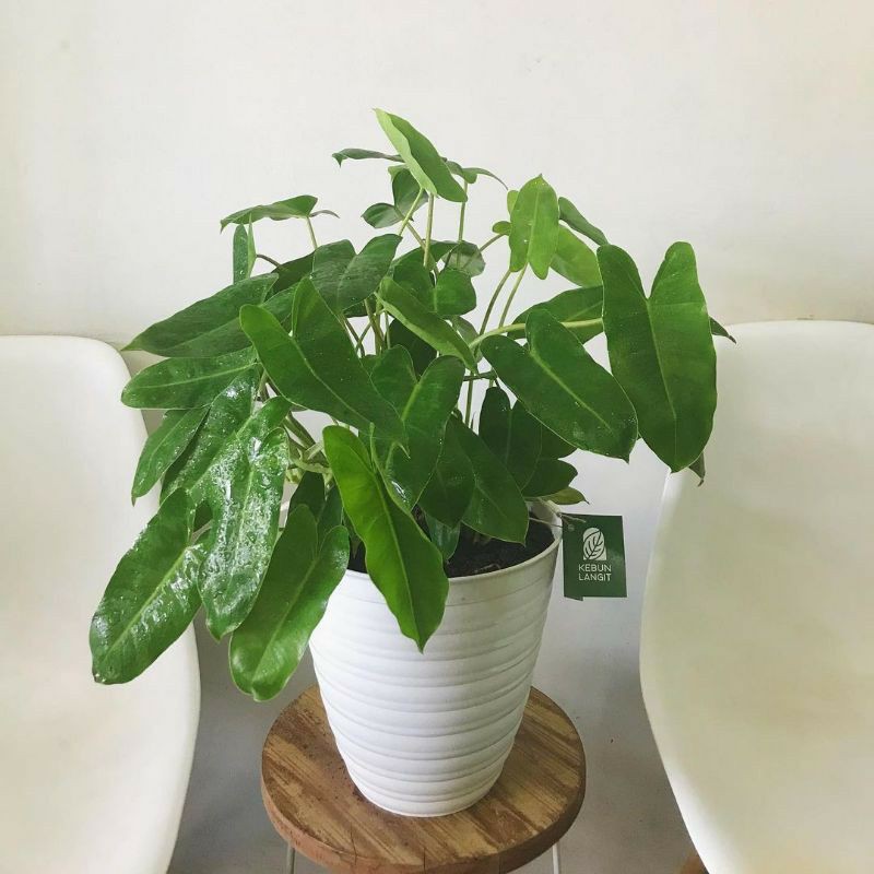 Tanaman Philodendron Burlemarx / tanaman hias philo burlemarx