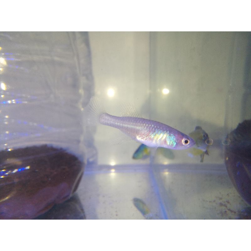 Killifish Guentheri pair