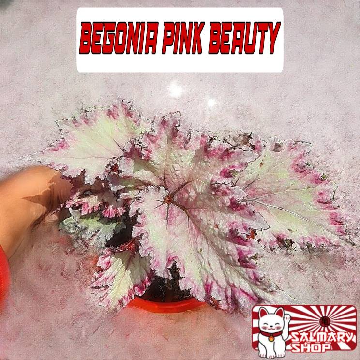 Tanaman Hias Bunga Begonia Rex Pink Beauty Ping Biuty Biuti