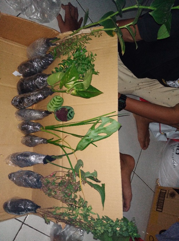 Tanaman Hias Bunga Kancing Pentul-bunga Kancing Lurah