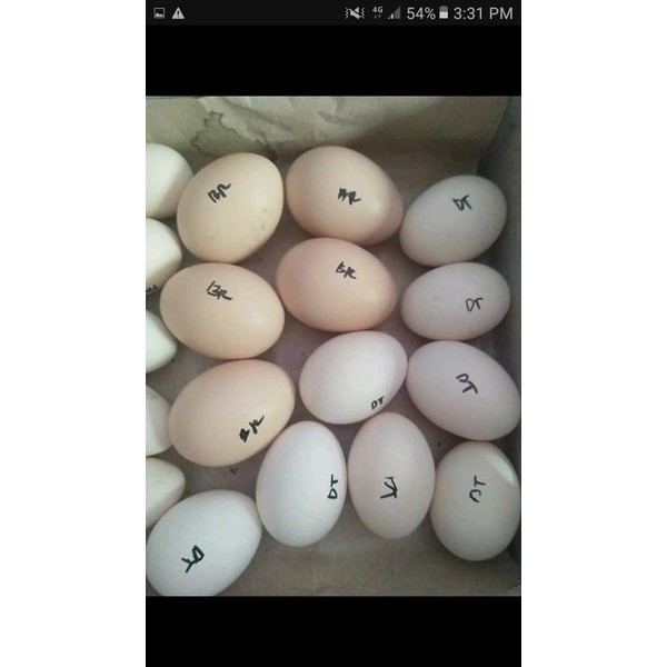 jual telur ayam brahma