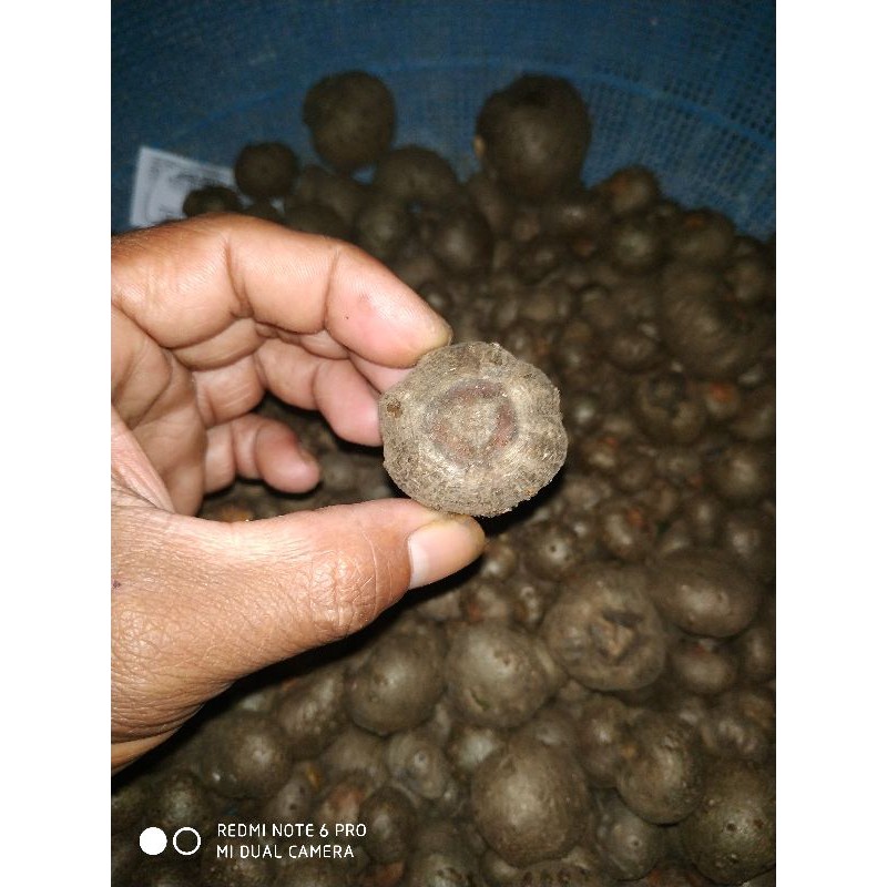 Katak Porang 1 kg  Benih Porang Katak Porang Dorman