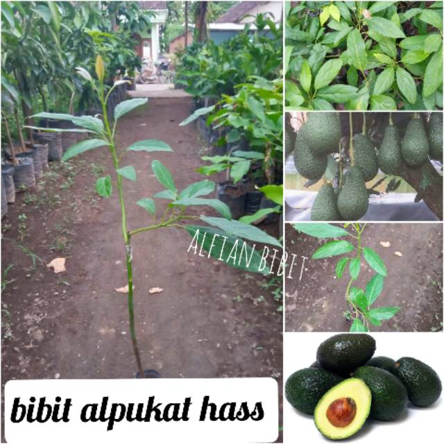 bibit alpukat hass okulasi murah