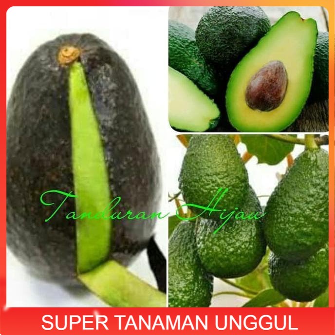 A1 BIBIT BUAH ALPUKAT HASS AUSTRALIA ASLI -unggul