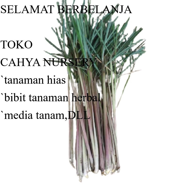 

PROMO Serai wangi segar serai warna merah 100gram organik siap amnil ke kebun