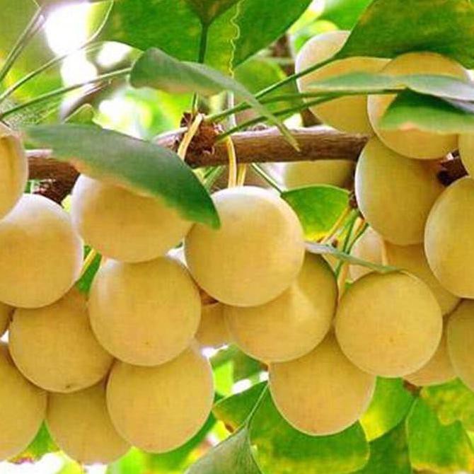 Laris Murah Min 2 Biji Benih Buah Ginkgo Biloba *_$