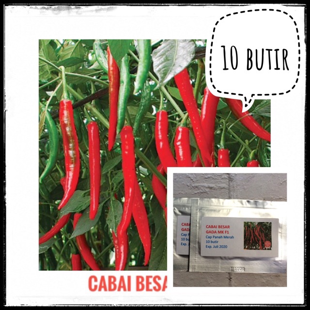 Benih Cabai besar GADA MK F1 ( Cap Panah Merah ) bibit tanaman sayuran cabe repack