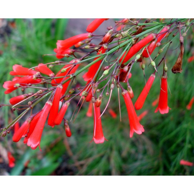 Tanaman Hias Air Mancur Merah - Bunga Air Mancur bunga