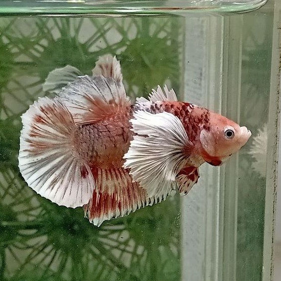 Cupang Plakat Dumbo Ear Nemo Cooper (03)