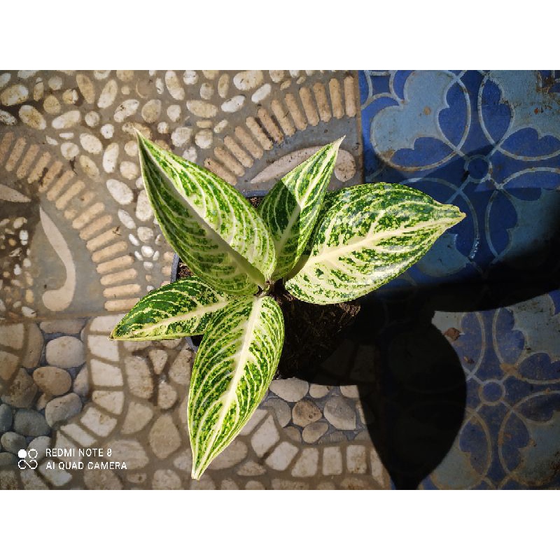 Aglaonema White Legacy