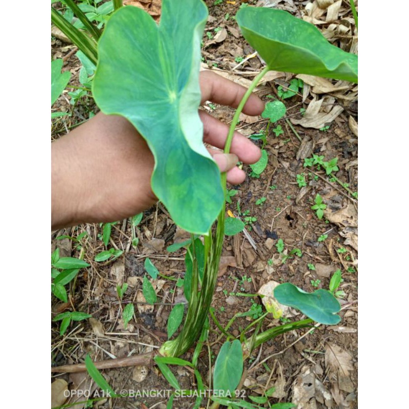 bibit talas Bogor bibit/benih lompong sayur talas bogor