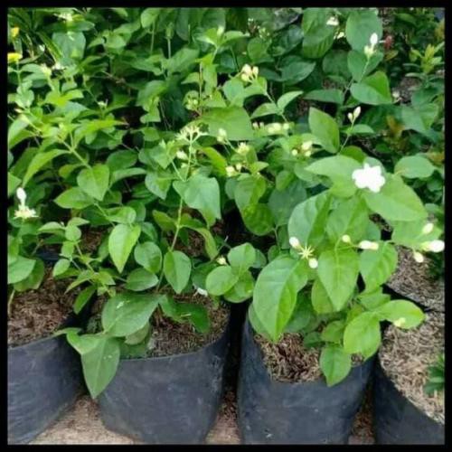 Bunga Melati Hidup Asli / Tanaman Bunga Melati Wangi Melati Pengantin