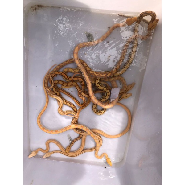 Retic Albino Basic dan Combo