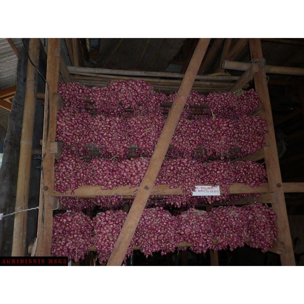 Bibit Bawang Merah Asli Brebes Bima Brebes Berkualitas Bersertifikat