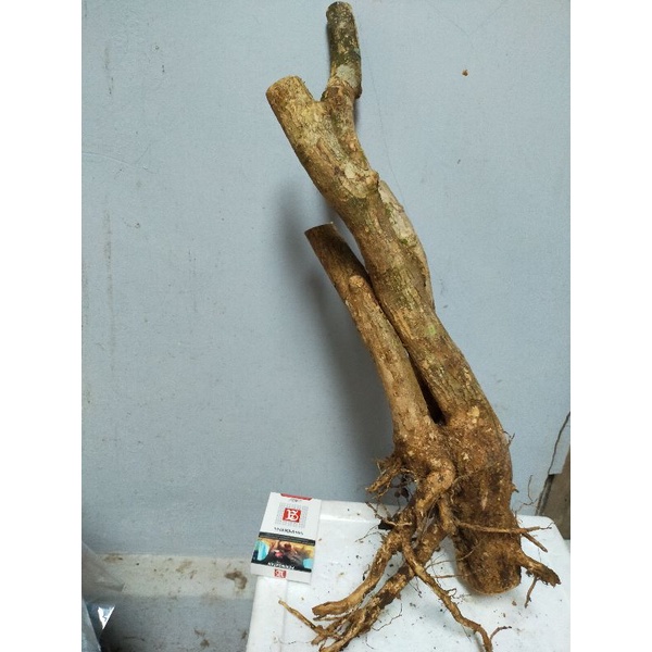 bahan bonsai Dongkelan Mentaos